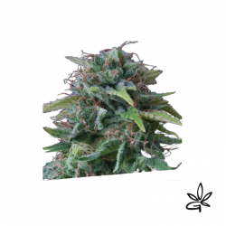 Oxus x3 - Exclusive seeds...