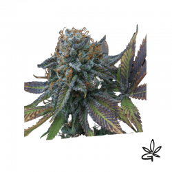 Perla negra x5 - Exclusive...