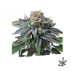 Cherry punch x3 - Exclusive...