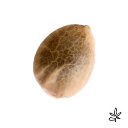 Sativa des rois X3 - French...